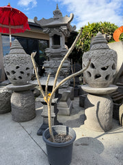 Frangipani Tree - Kalina aka Mermaid Gem - Mature Rooted Plant as at 29.9.26