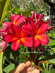 Frangipani Tree - Kalina aka Mermaid Gem - Mature Rooted Plant as at 29.9.26