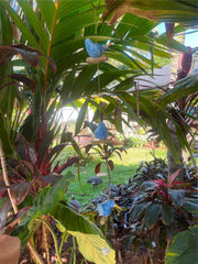 NEW Balinese Hand Crafted Wood Bird Hanger / Mobile - 3 Fat Birds Hanging Decor