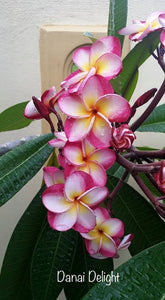 Frangipani Tree - Danai Delight - Rooted Plant