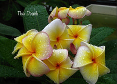 Frangipani Tree - Thai Peach - Established Tree