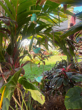 NEW Balinese Hand Crafted Wood Bird Hanger / Mobile - 3 Fat Birds Hanging Decor