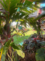 NEW Balinese Hand Crafted Wood Bird Hanger / Mobile - 3 Fat Birds Hanging Decor