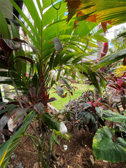 NEW Balinese Hand Crafted Wood Bird Hanger / Mobile - 3 Fat Birds Hanging Decor