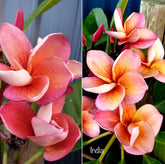 Frangipani Tree - India - Rooted Plant