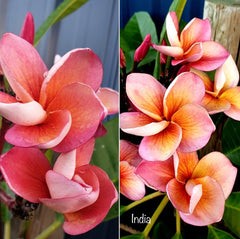 Frangipani Tree - India - Rooted Plant