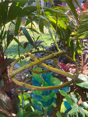 Balinese Capiz Shell w/Bamboo Top Windchime / Mobile - Shell Decor Hanger 25x70c