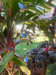 NEW Balinese Hand Crafted Wood Bird Hanger / Mobile - 3 Fat Birds Hanging Decor