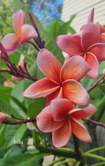 Frangipani Tree - India - Rooted Plant