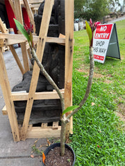 Frangipani Tree - Danai Delight - Rooted Plant