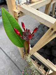 Frangipani Tree - Danai Delight - Rooted Plant