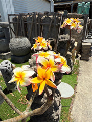 Frangipani Tree - Thai Peach - Established Tree