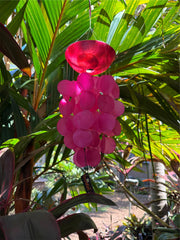 Balinese Capiz Shell Mobile / Wind Chime - Bali Shell Wind Chime - Pink