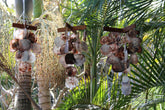 NEW Balinese Shell Windchime / Mobile - 3 SIZES AVAILABLE... Gorgeous
