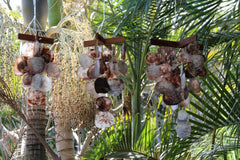 NEW Balinese Shell Windchime / Mobile - 3 SIZES AVAILABLE... Gorgeous