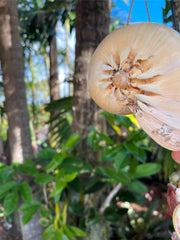 NEW Balinese Natural L Shell Windchime / Mobile - Bali Shell Mobile / Chime