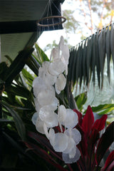 NEW Balinese Capiz Shell with Bamboo Top Windchime / Mobile - Shell Decor Hanger