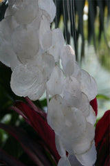 NEW Balinese Capiz Shell with Bamboo Top Windchime / Mobile - Shell Decor Hanger