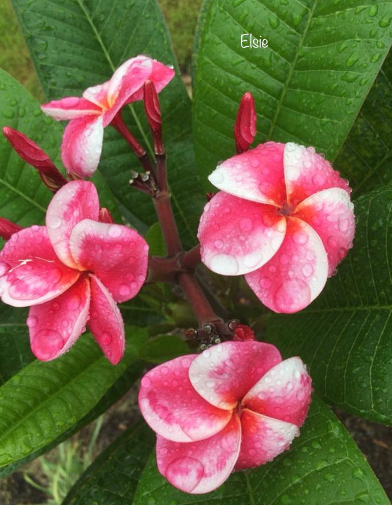 Frangipani Tree - Elsie - Rooted Plant