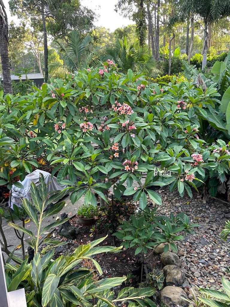 Frangipani Tree - India - Rooted Plant