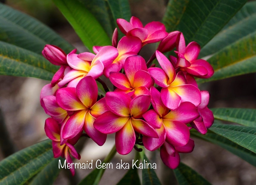 Frangipani Tree - Kalina aka Mermaid Gem - Mature Rooted Plant as at 29.9.26