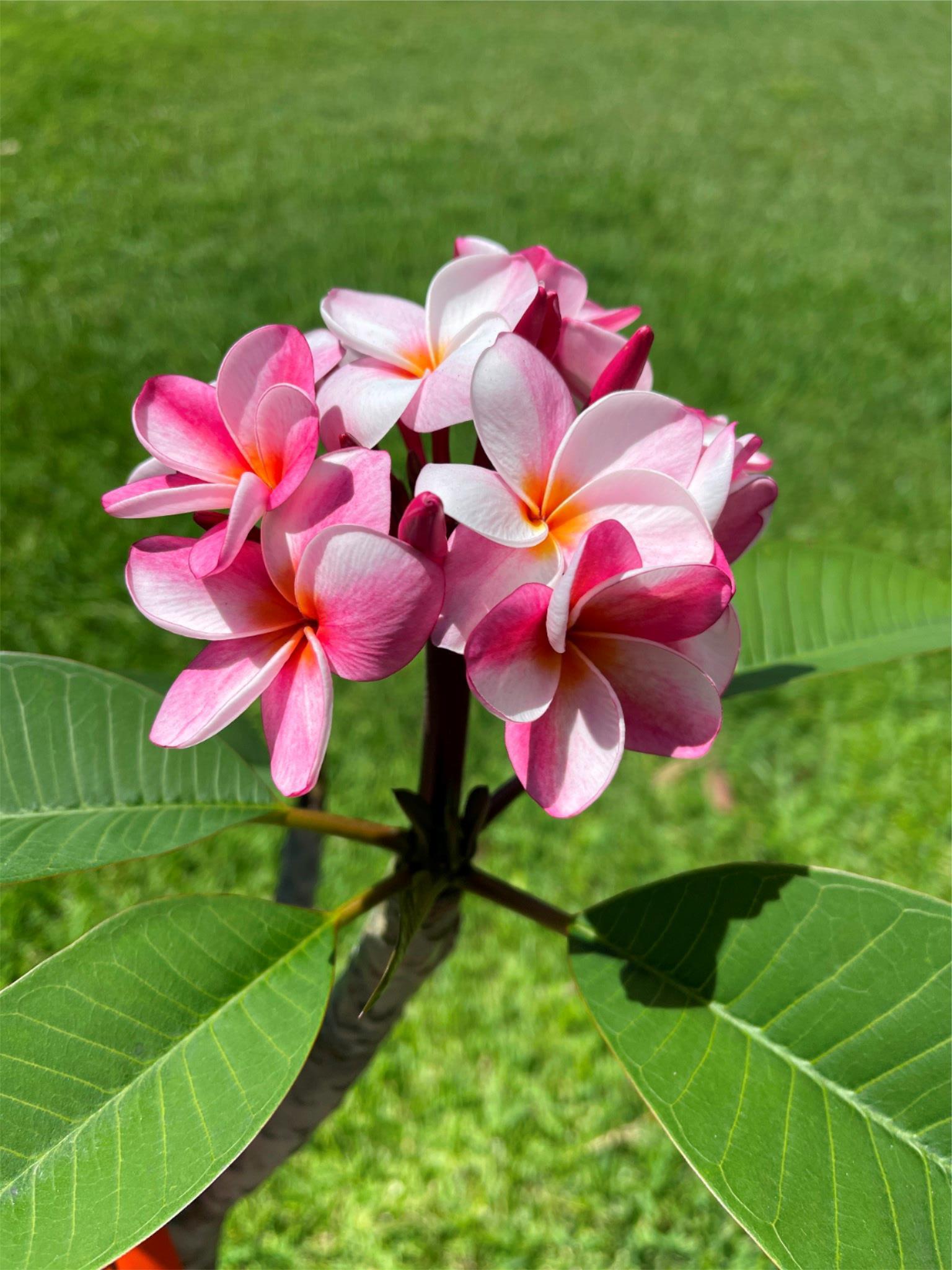 Frangipani Tree - Elsie - Rooted Plant