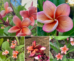 Frangipani Tree - INDIA - Rooted Plant