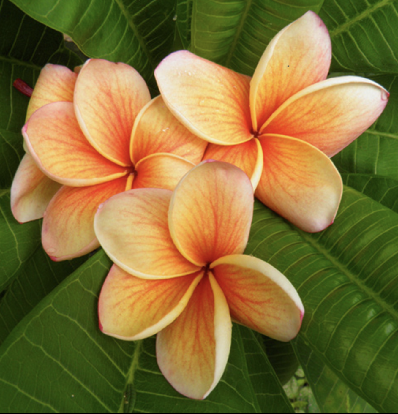 Frangipani Tree - INDIA - Rooted Plant