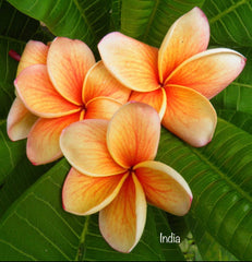 Frangipani Tree - India - Rooted Plant