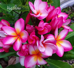 Frangipani Tree - Thai Red Butter - Mature Rooted Plant - Rare Frangipani