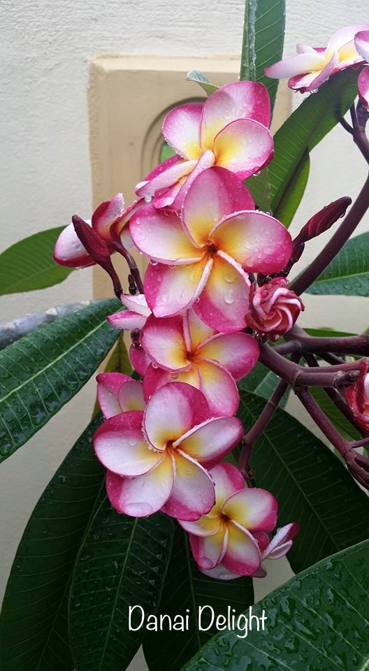 Frangipani Tree - Danai Delight - Rooted Plant