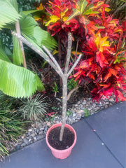 Frangipani Tree - INDIA - Rooted Plant