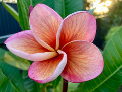 Frangipani Tree - India - Rooted Plant