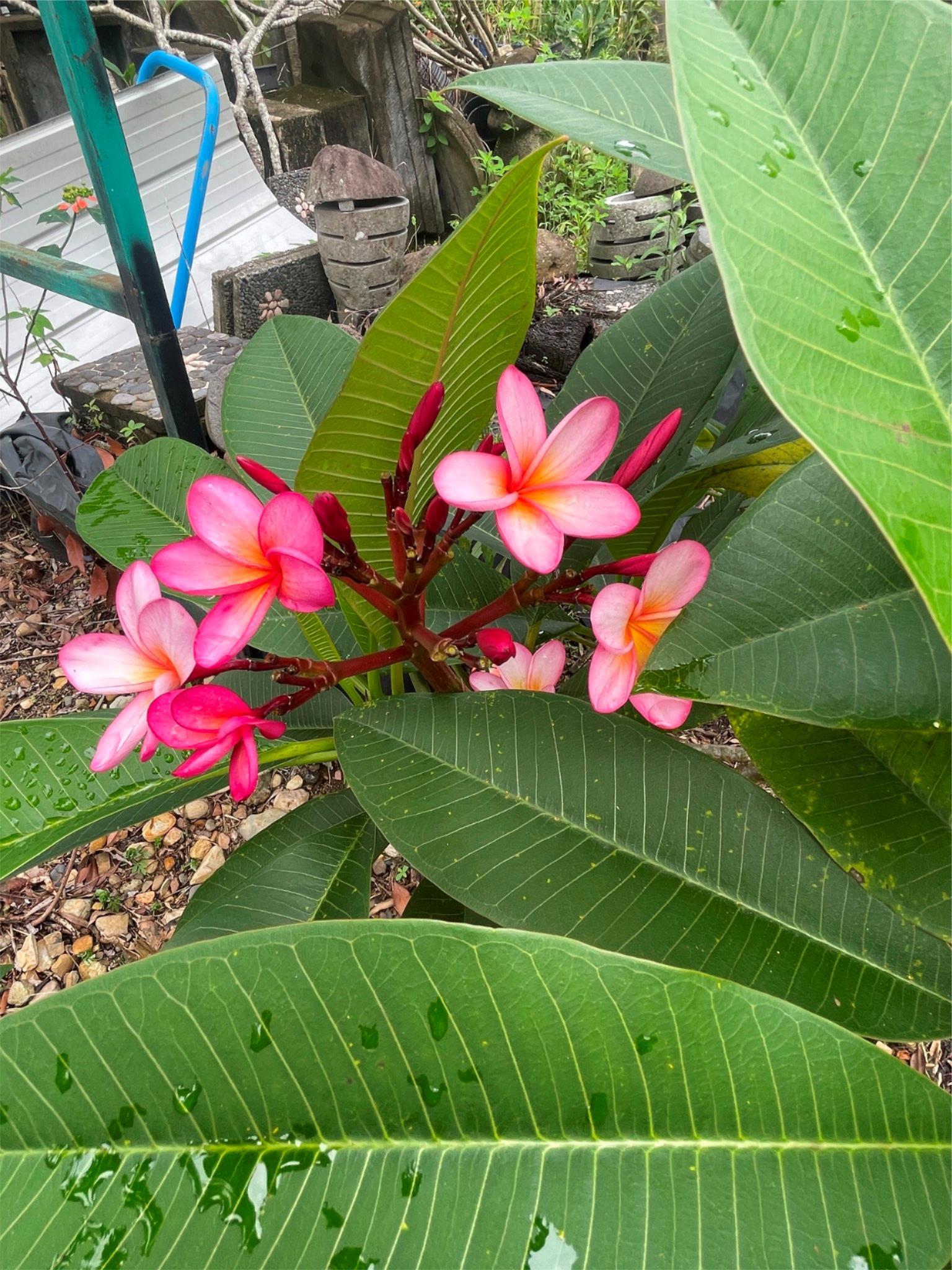 Established Frangipani Tree - Cotton Candy - ADVANCED FRANGIPANI TREE