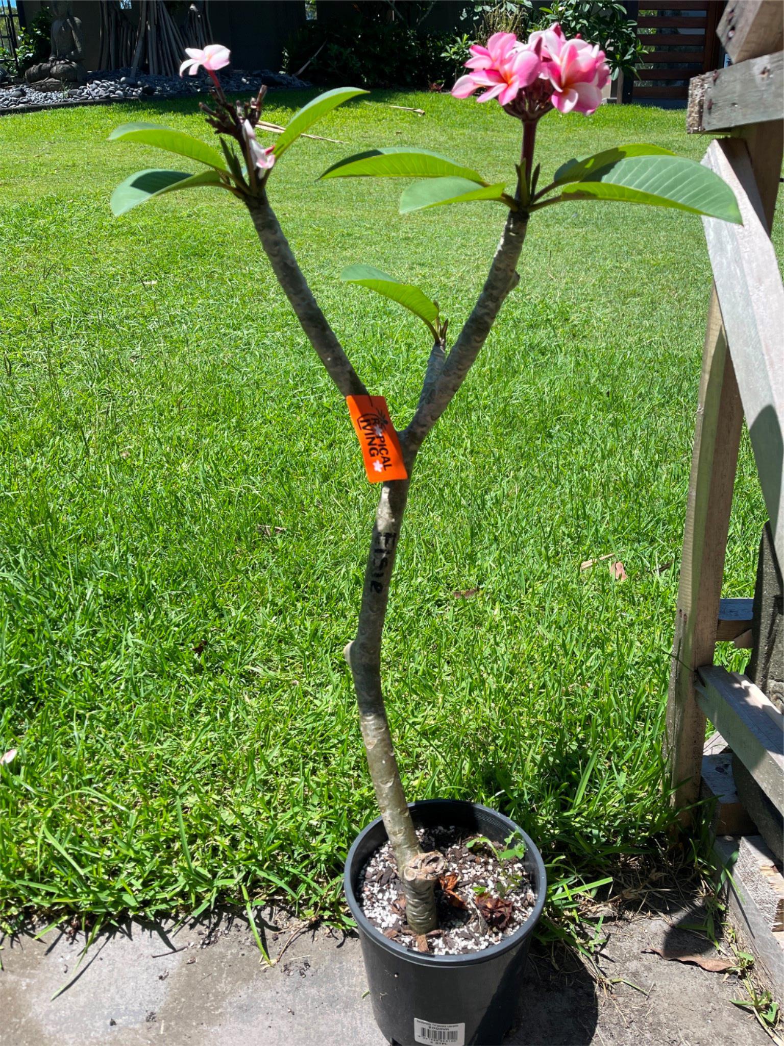 Frangipani Tree - Elsie - Rooted Plant