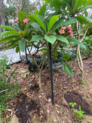 Established Frangipani Tree - Cotton Candy - ADVANCED FRANGIPANI TREE