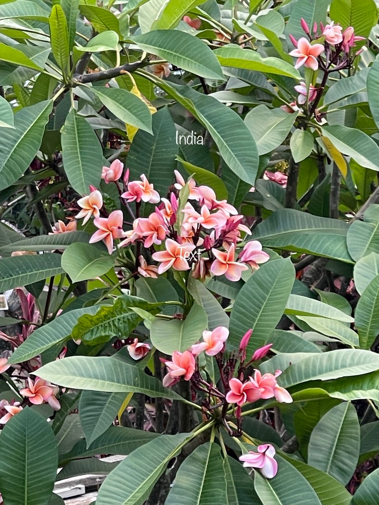 Frangipani Tree - India - Rooted Plant