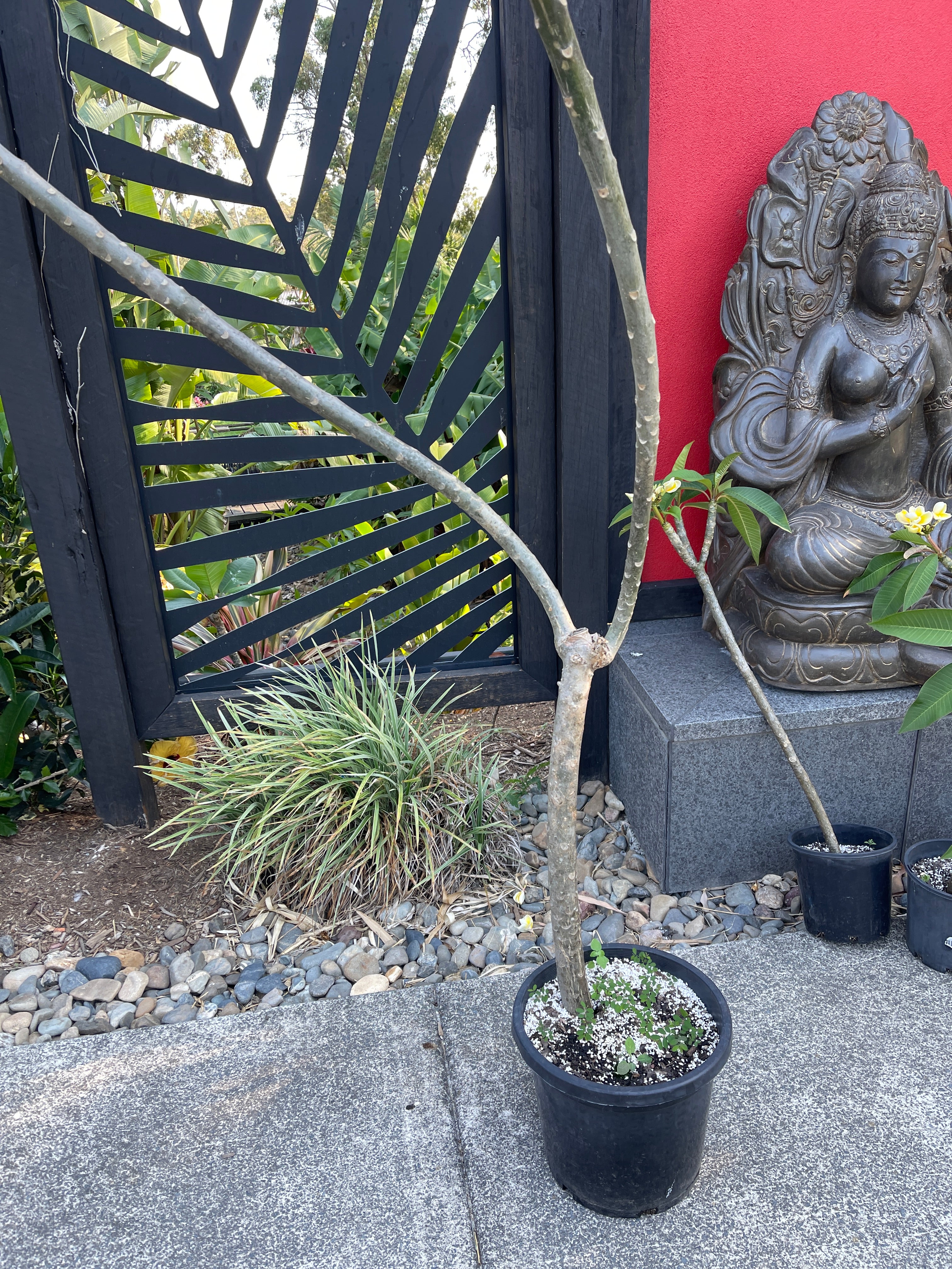 Frangipani Tree - Bali Hai Gold - Inst Tree Currently in Flower as of 8.11.24