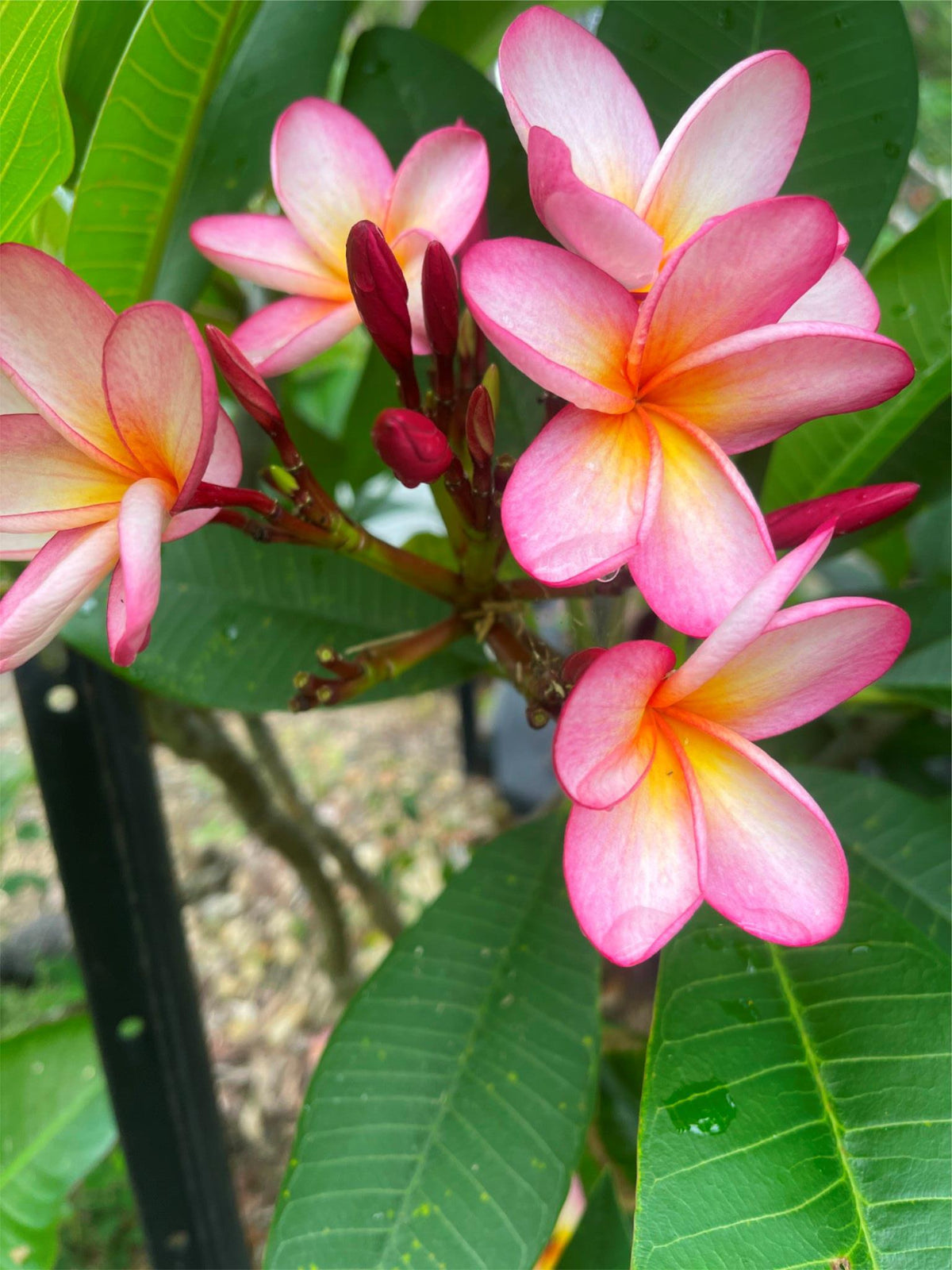 Established Frangipani Tree - Cotton Candy - ADVANCED FRANGIPANI TREE