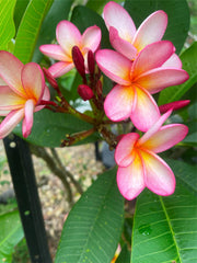 Established Frangipani Tree - Cotton Candy - ADVANCED FRANGIPANI TREE