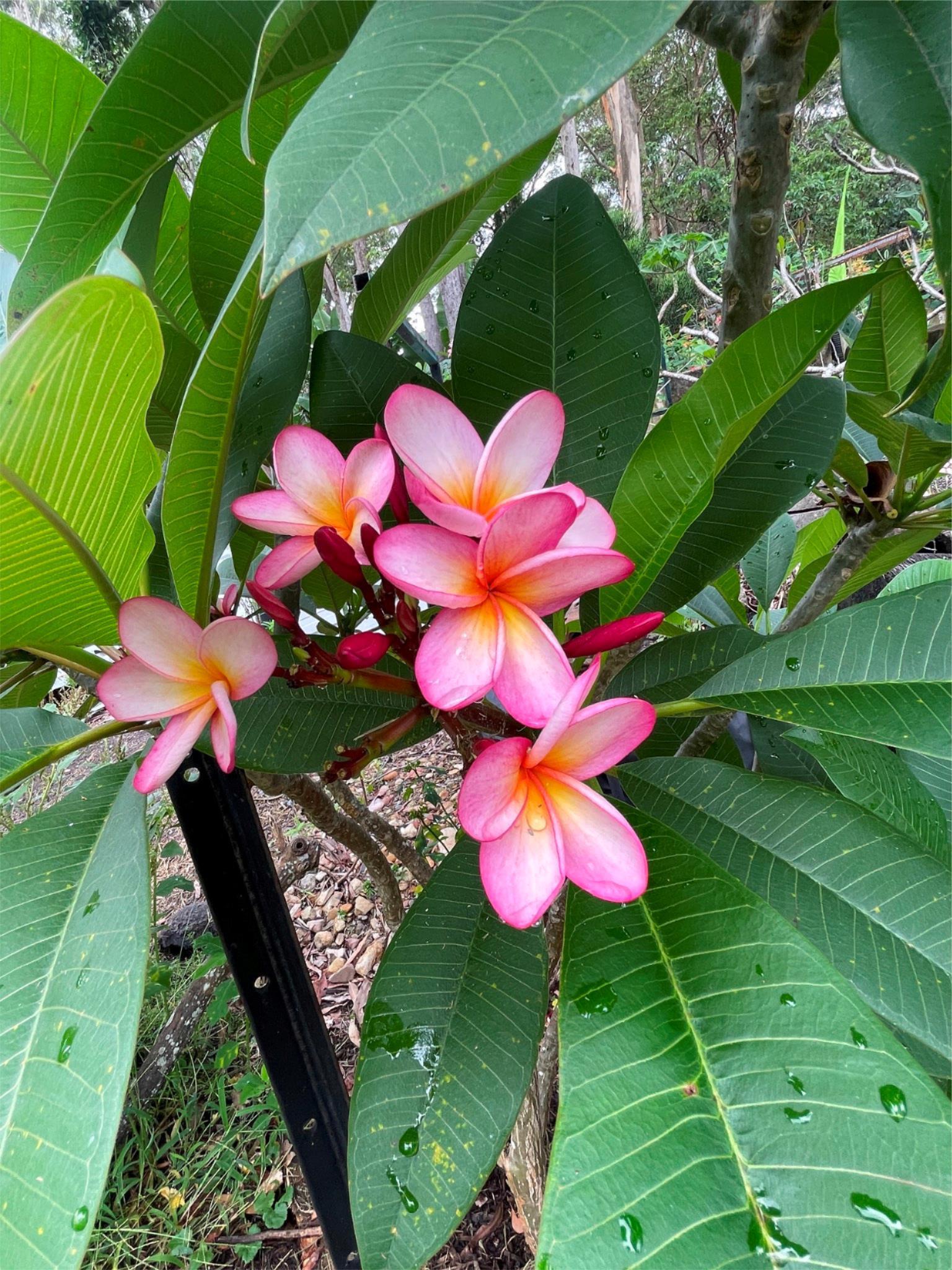 Established Frangipani Tree - Cotton Candy - ADVANCED FRANGIPANI TREE