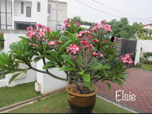 Frangipani Tree - Elsie - Rooted Plant