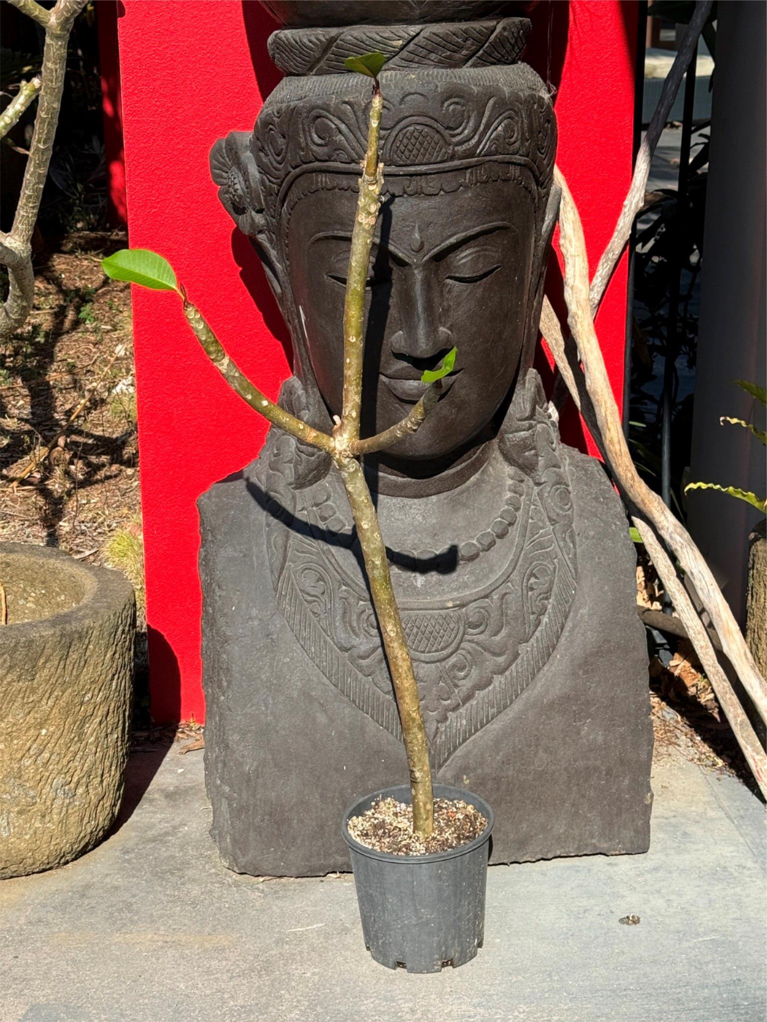 Frangipani Tree - India - Rooted Plant