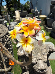 Frangipani Tree - Thai Peach - Established Tree