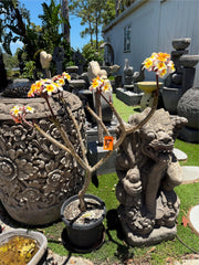 Frangipani Tree - Thai Peach - Established Tree