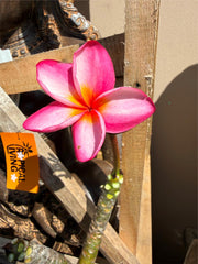 Frangipani Tree - Thai Red Butter - Mature Rooted Plant - Rare Frangipani