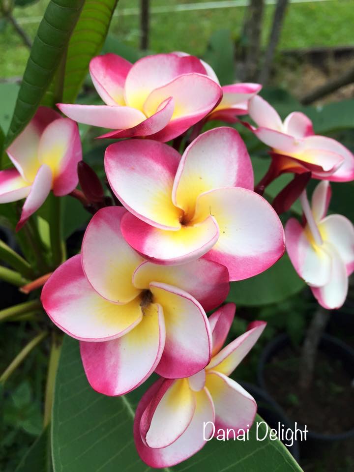 Frangipani Tree - DANAI DELIGHT - Rooted Plant