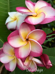 Frangipani Tree - DANAI DELIGHT - Rooted Plant