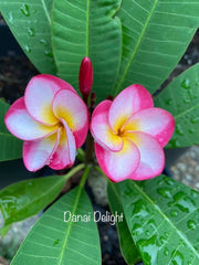 Frangipani Tree - DANAI DELIGHT - Rooted Plant