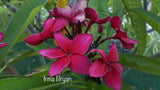 Frangipani Tree - Irma Bryan - Rooted Plant